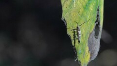 Glenea diversesignata