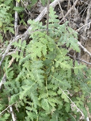 Phacelia ramosissima