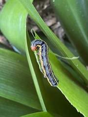 Spodoptera picta