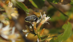 Megachile saulcyi