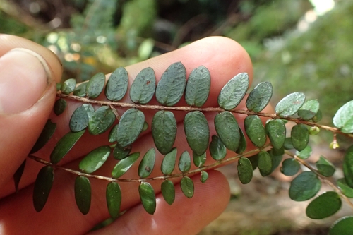 Metrosideros diffusa (Metrosideros diffusa)