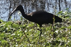 Plegadis falcinellus