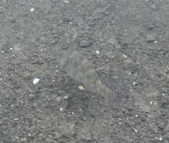 Sparisoma chrysopterum