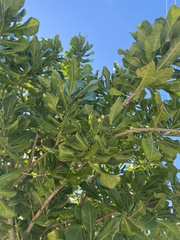 Barringtonia asiatica