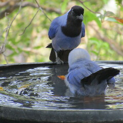 Cyanocorax violaceus