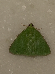 Eulepidotis croceipars