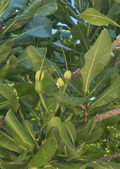 Barringtonia asiatica