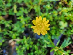 Ranunculus californicus
