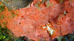 Spirastrella coccinea