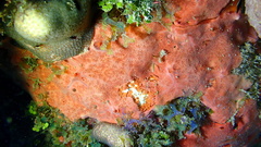 Spirastrella coccinea