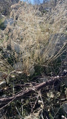 Bromus tectorum