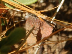 Callophrys augustinus