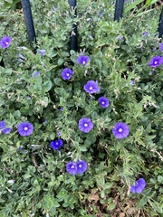 Convolvulus sabatius