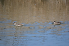 Marmaronetta angustirostris