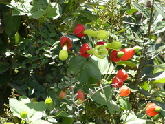 Passiflora ampullacea