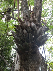 Catasetum integerrimum