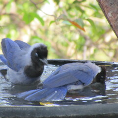 Cyanocorax violaceus