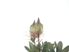 Oreocallis grandiflora
