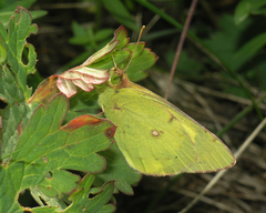 Colias erate