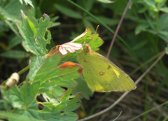 Colias erate