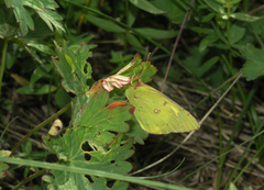 Colias erate