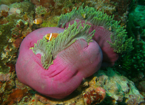 Blackfin Anemonefish — seen at this dive site
