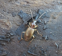 Oxypselaphus pusillus