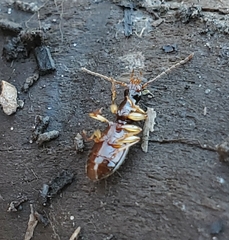 Oxypselaphus pusillus