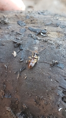 Oxypselaphus pusillus