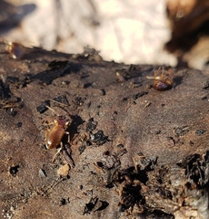 Oxypselaphus pusillus