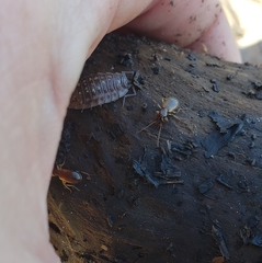 Oxypselaphus pusillus