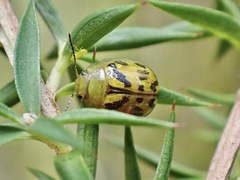 Paropsisterna obliterata