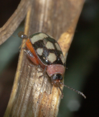 Alagoasa trifasciata