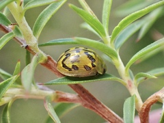 Paropsisterna obliterata