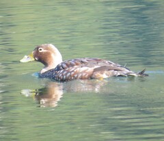 Tachyeres patachonicus