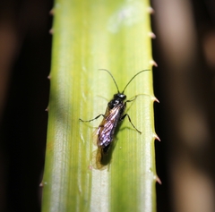 Elaphroptera