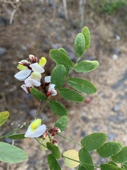 Coursetia glandulosa