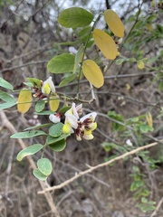 Coursetia glandulosa