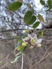 Coursetia glandulosa