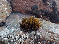 Mazzaella laminarioides