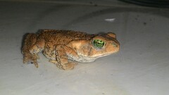 Rhinella rubescens