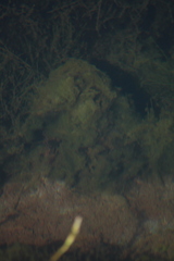 Spongilla lacustris