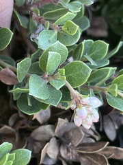 Arctostaphylos pacifica