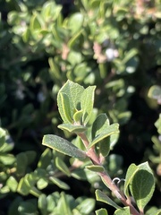 Arctostaphylos pacifica