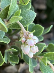 Arctostaphylos pacifica