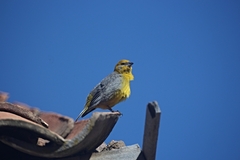 Sicalis uropygialis