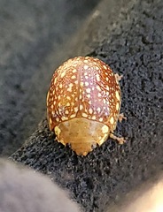 Paropsis ornata