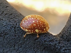 Paropsis ornata