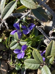 Viola adunca adunca