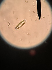 Naviculales